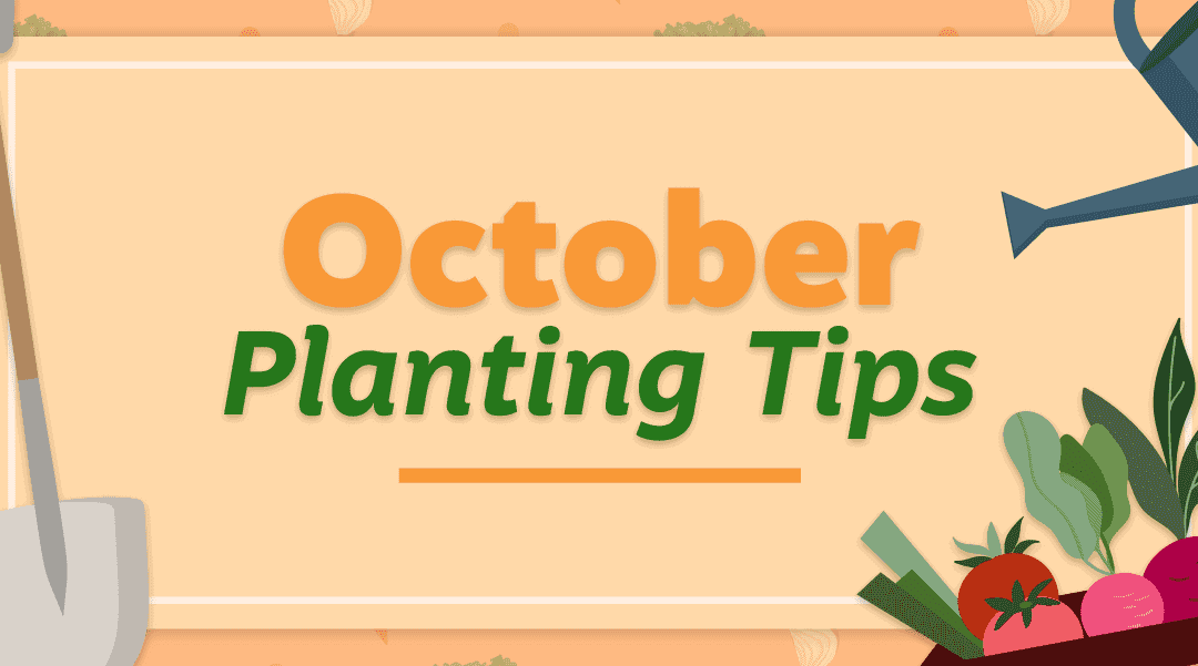 October Planting Tips