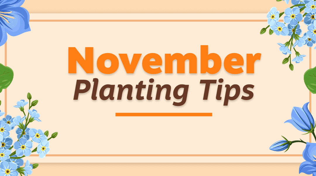 November Planting Tips