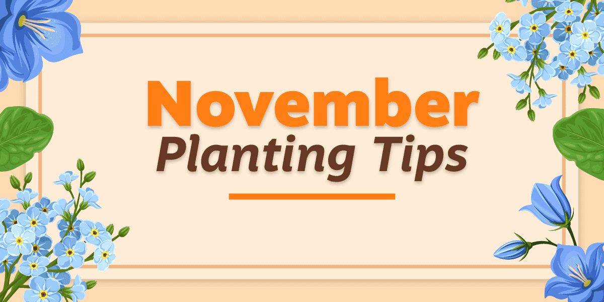 November Planting Tips