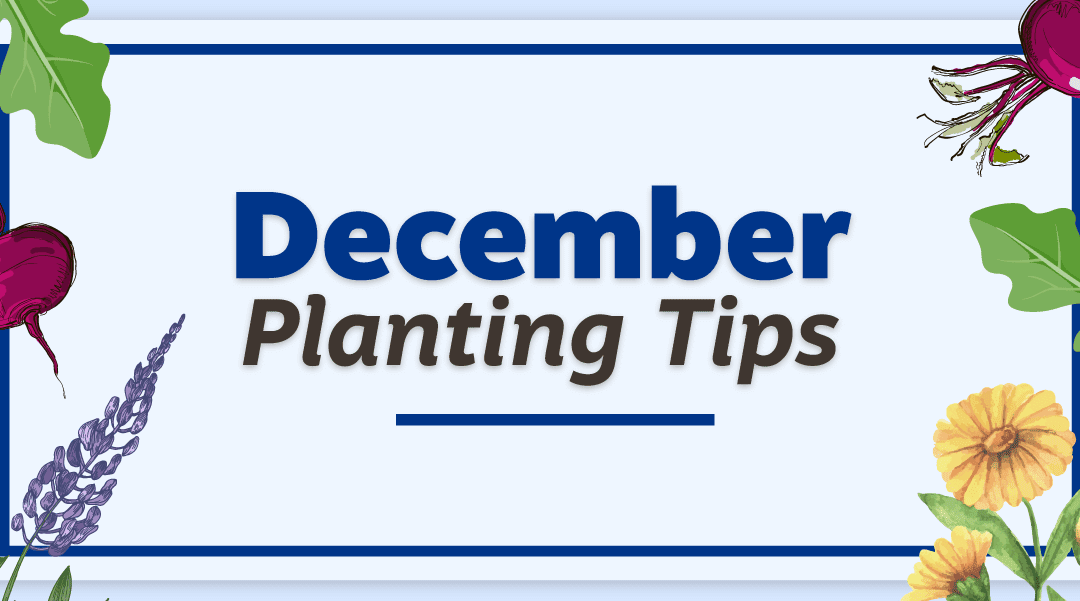 December Planting Tips