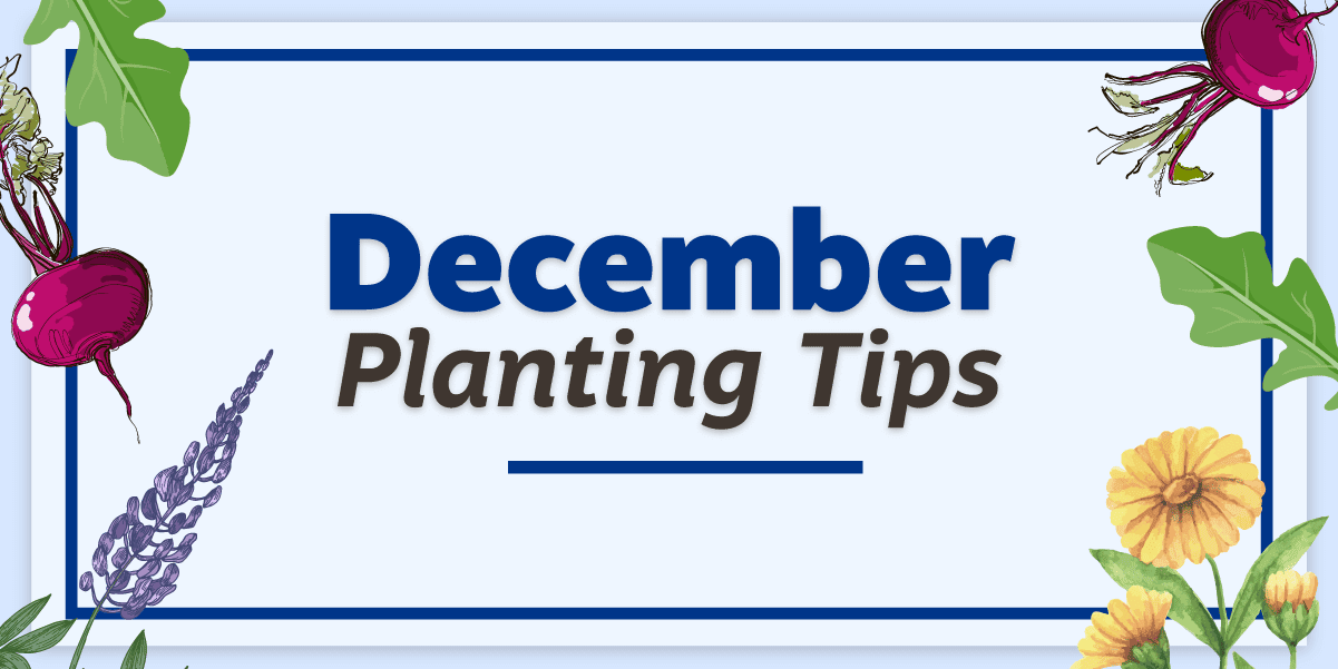 Graphic that says "December Planting Tips"