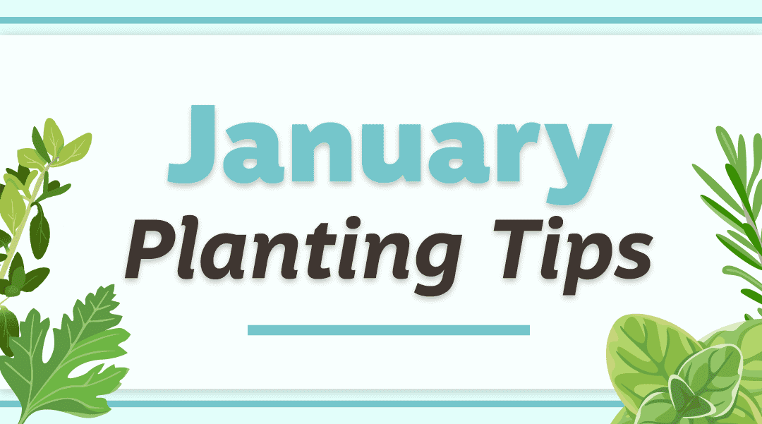 January 2020 Planting Tips