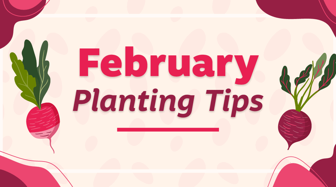 February 2020 Planting Tips