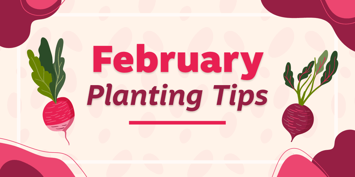 Graphic that says "February Planting Tips"