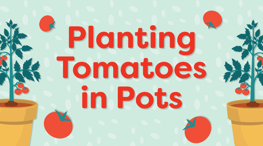 Growing Potted Tomatoes: A How-to Guide