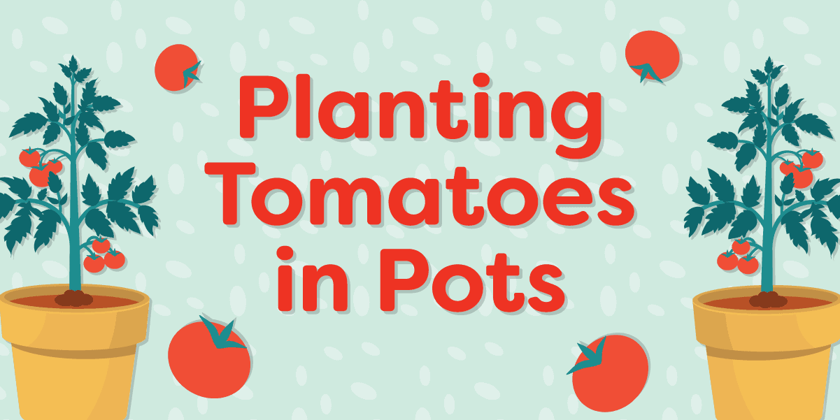Graphic that says "Planting Tomatoes in Pots"