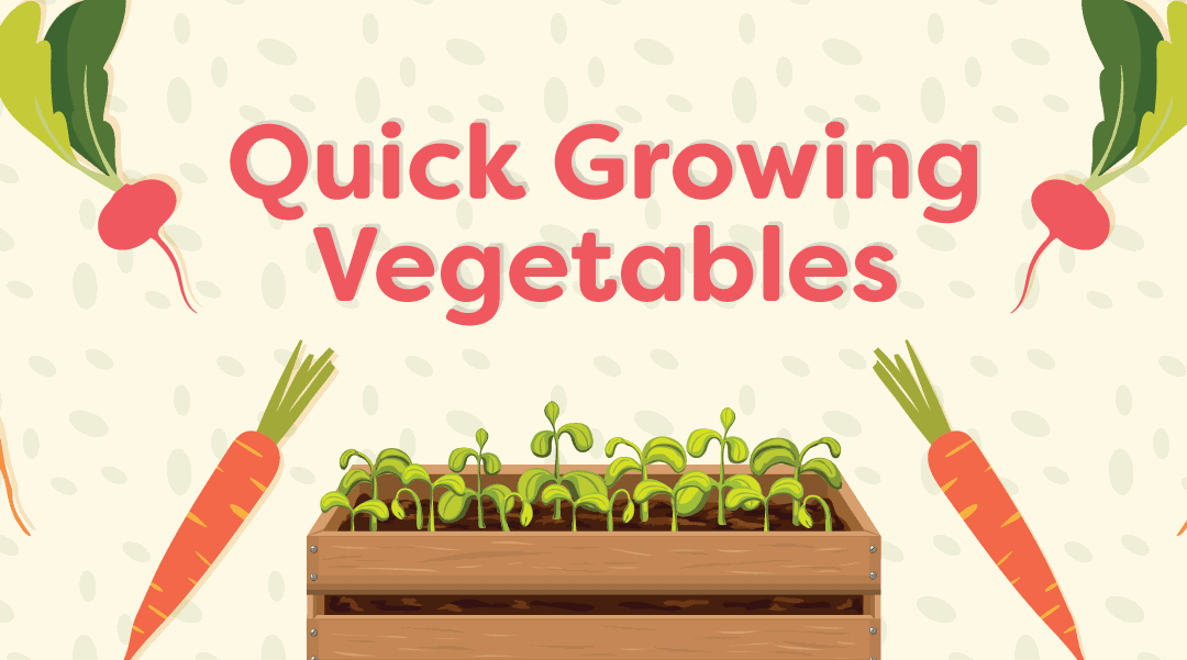 Planting a Garden with Quick Growing Vegetables: Tips & Tricks