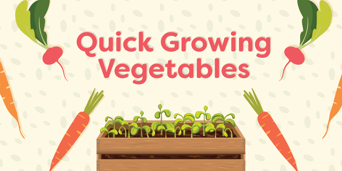 Quick growing vegetables.