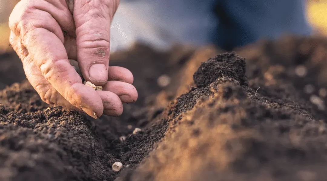 It Starts With a Seed: My New Year’s Gardening Resolutions