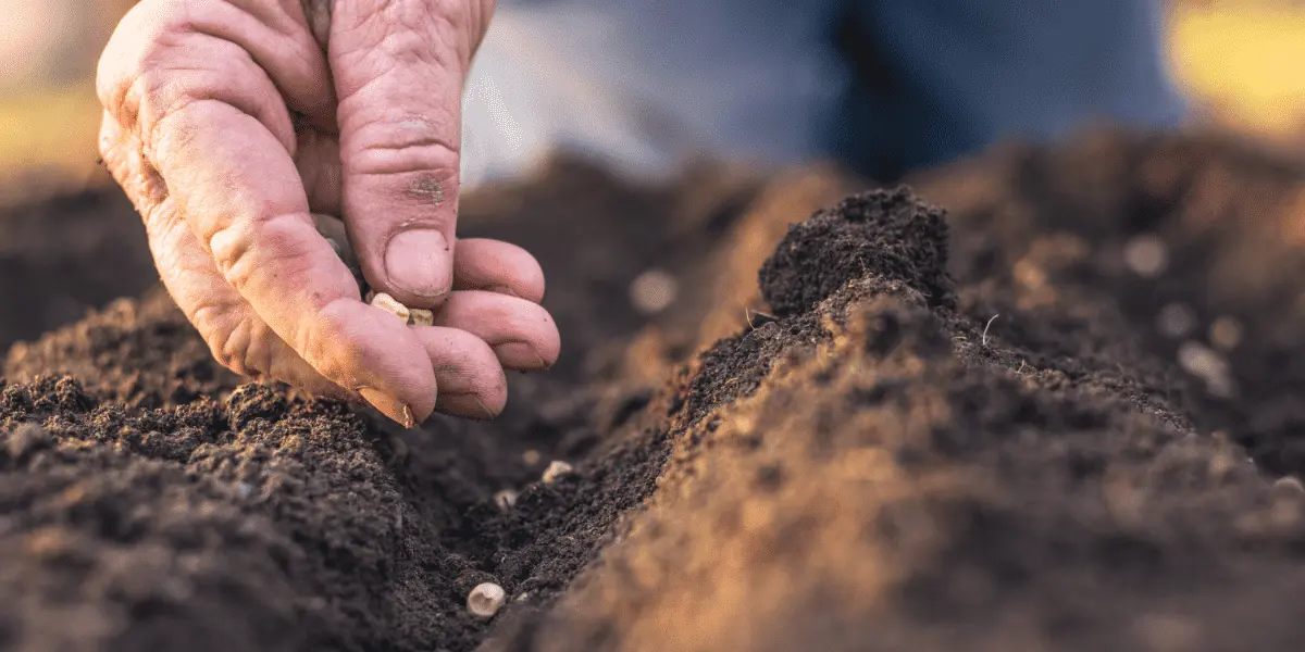A man's hand is holding a seed in the dirt.