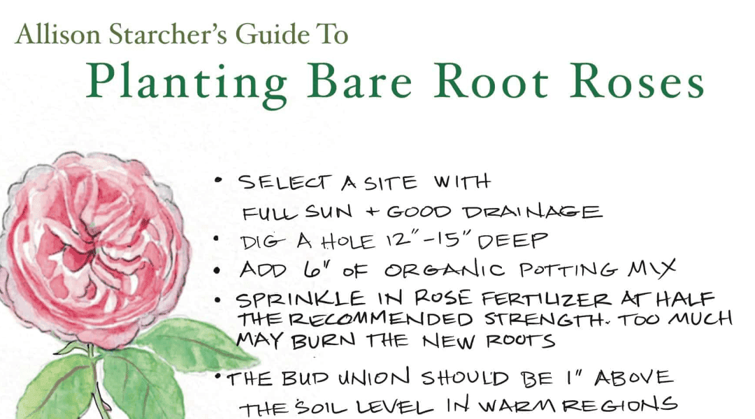 Alison’s Bare Root Rose Planting Guide