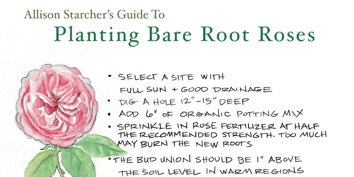 A guide to planting bare root roses.