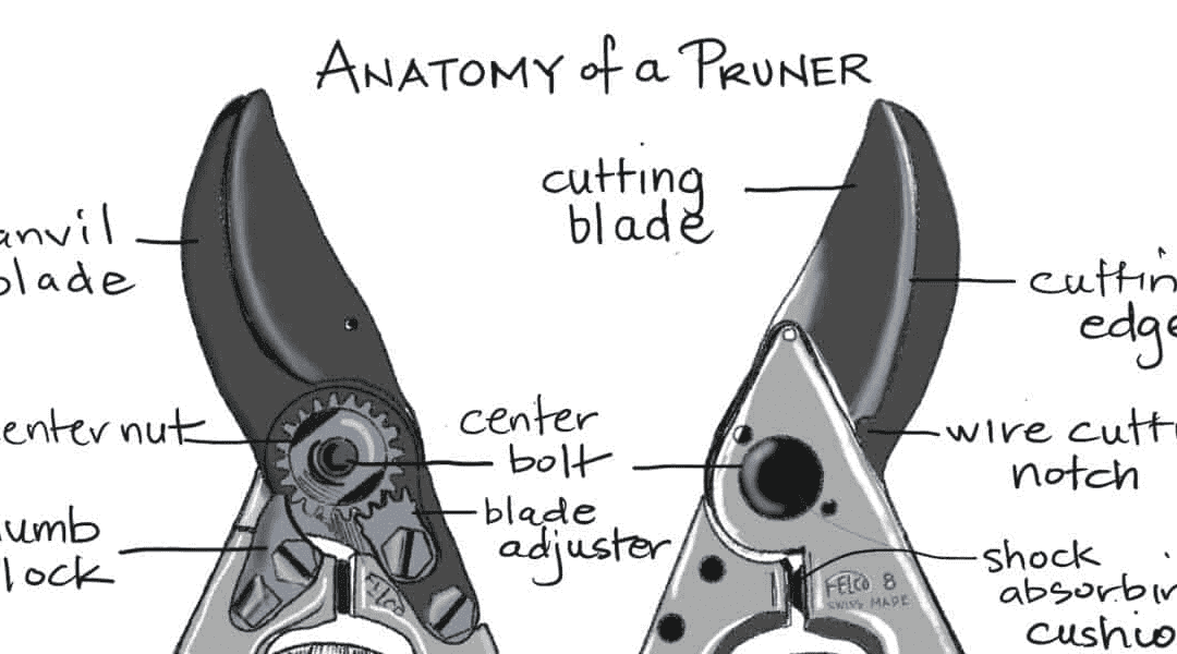 How to Care for Your Garden Pruners