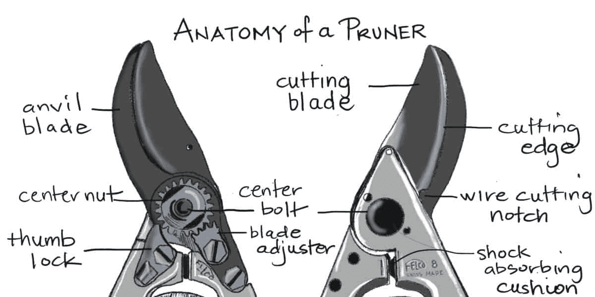 Anatomy of a pruner.