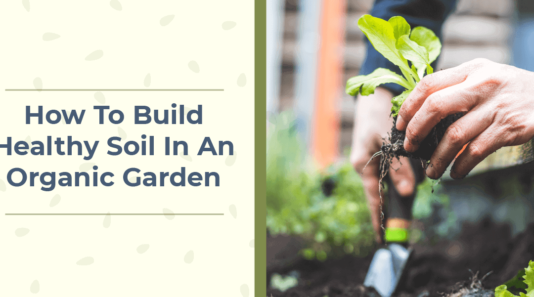 How to Build Healthy Soil in an Organic Garden