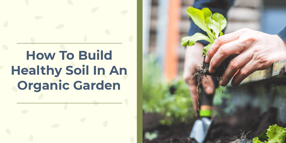 How to build healthy soil in an organic garden.