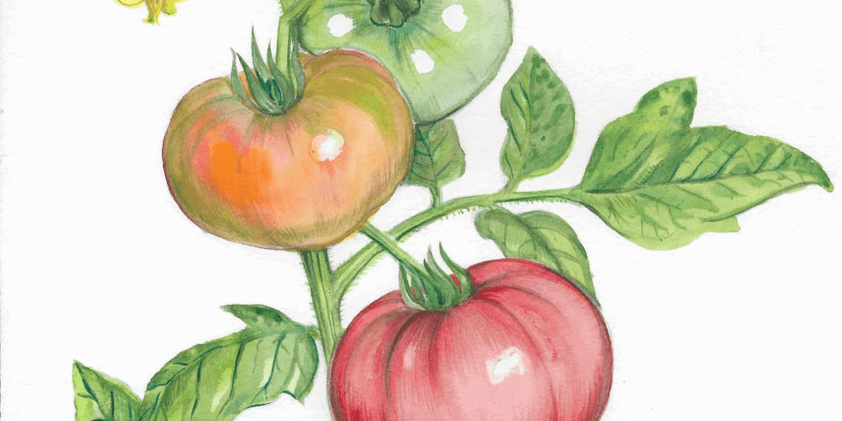 A watercolor painting of tomatoes on a plant.