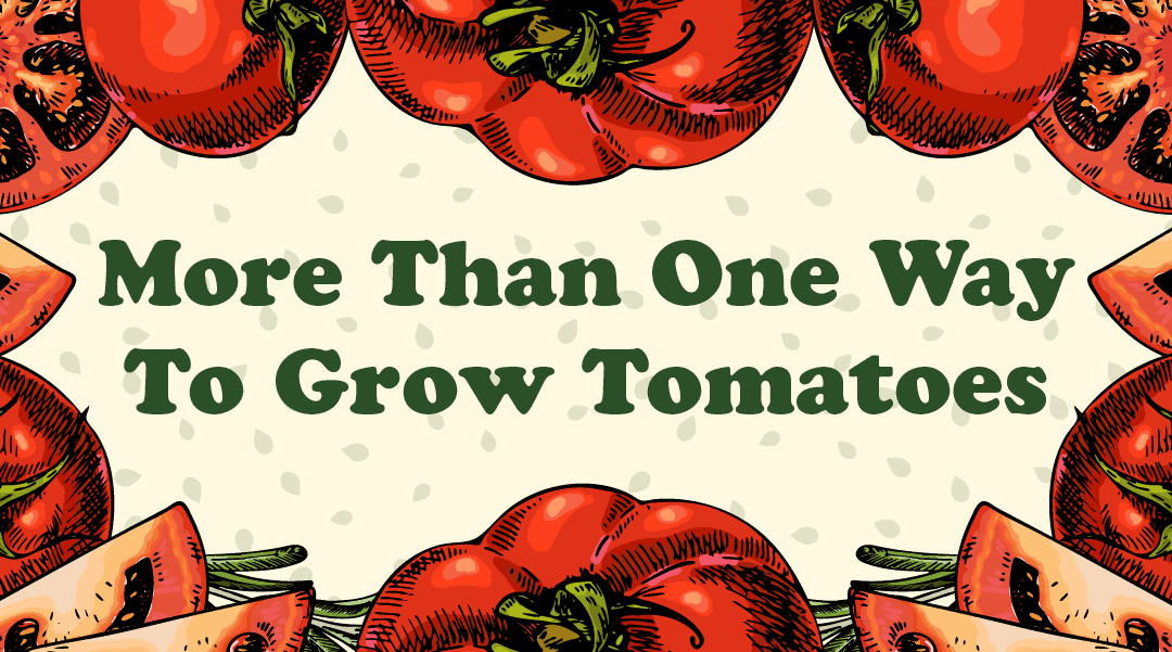 How to Grow Tomatoes Like a Garden Ninja