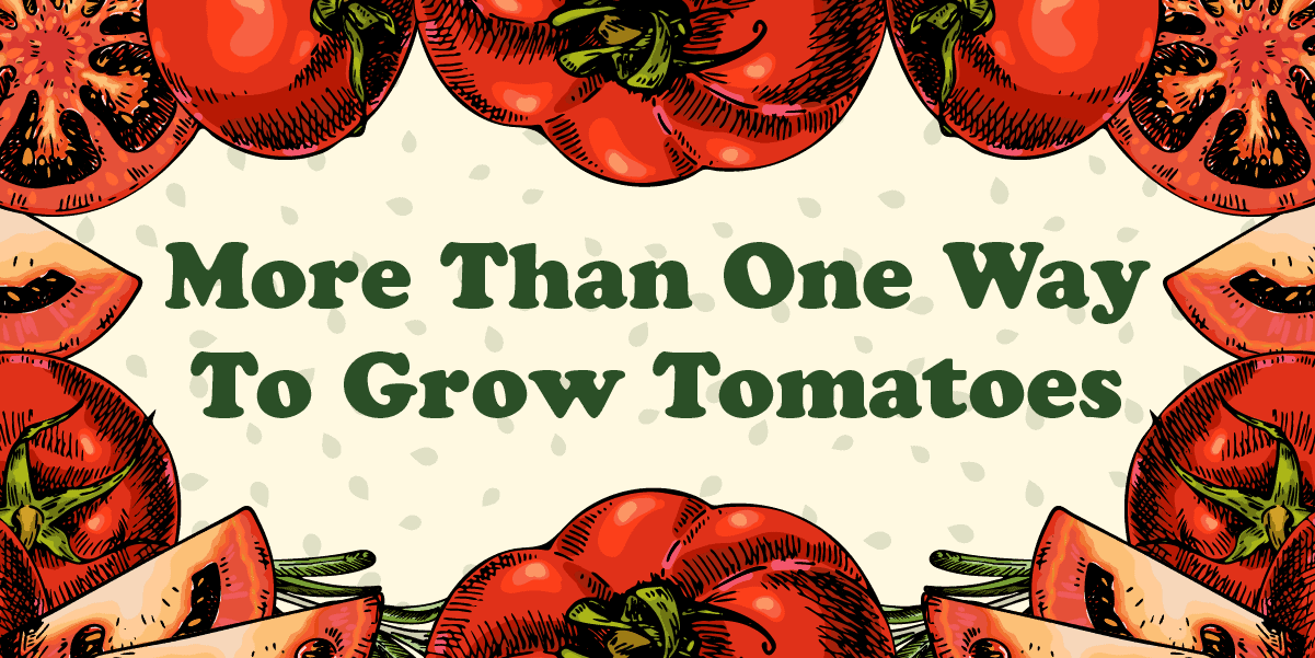 Graphic with text that says "More than one way to grow tomatoes"
