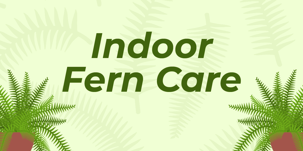 Graphic with text that says "Indoor fern care".