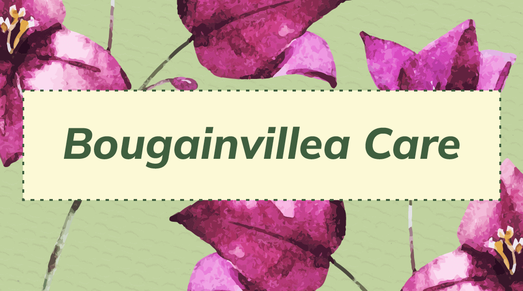 Bougainvillea Care 101: Secrets to Vibrant Blooms