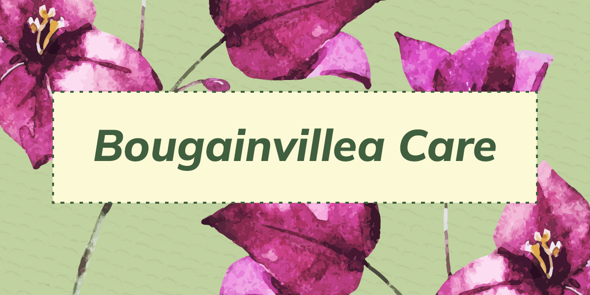 Graphic that has the text "Bougainvillea care"