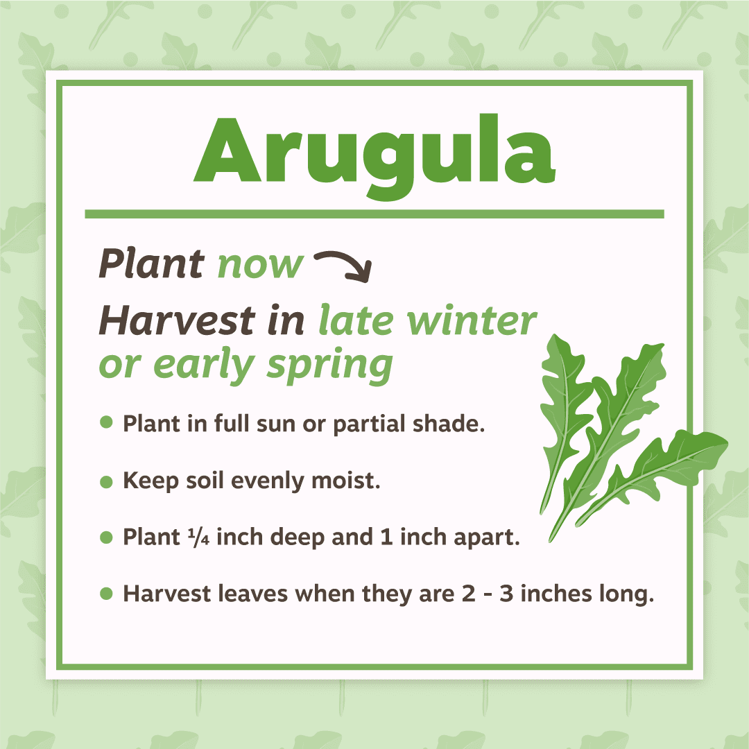 Arugula Planting Tips