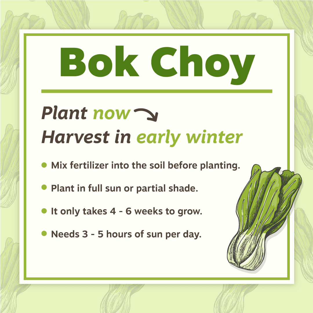 Bok Choy Planting Tips