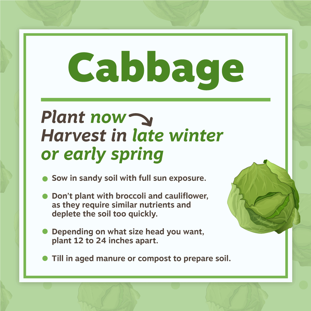 Cabbage Planting Tips