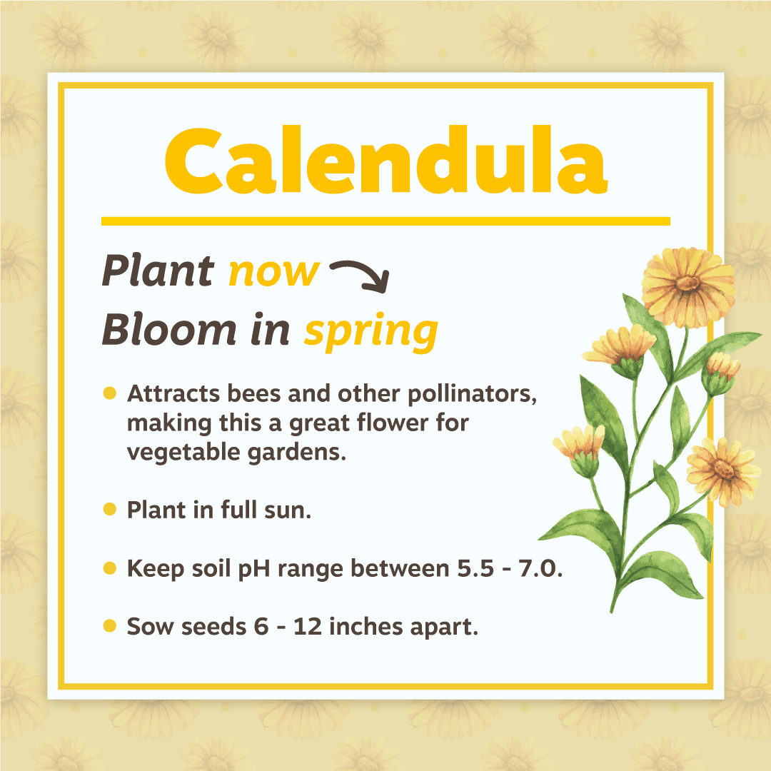 Calendula Planting Tips