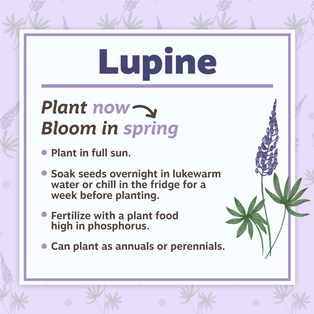 Lupine Planting Tips