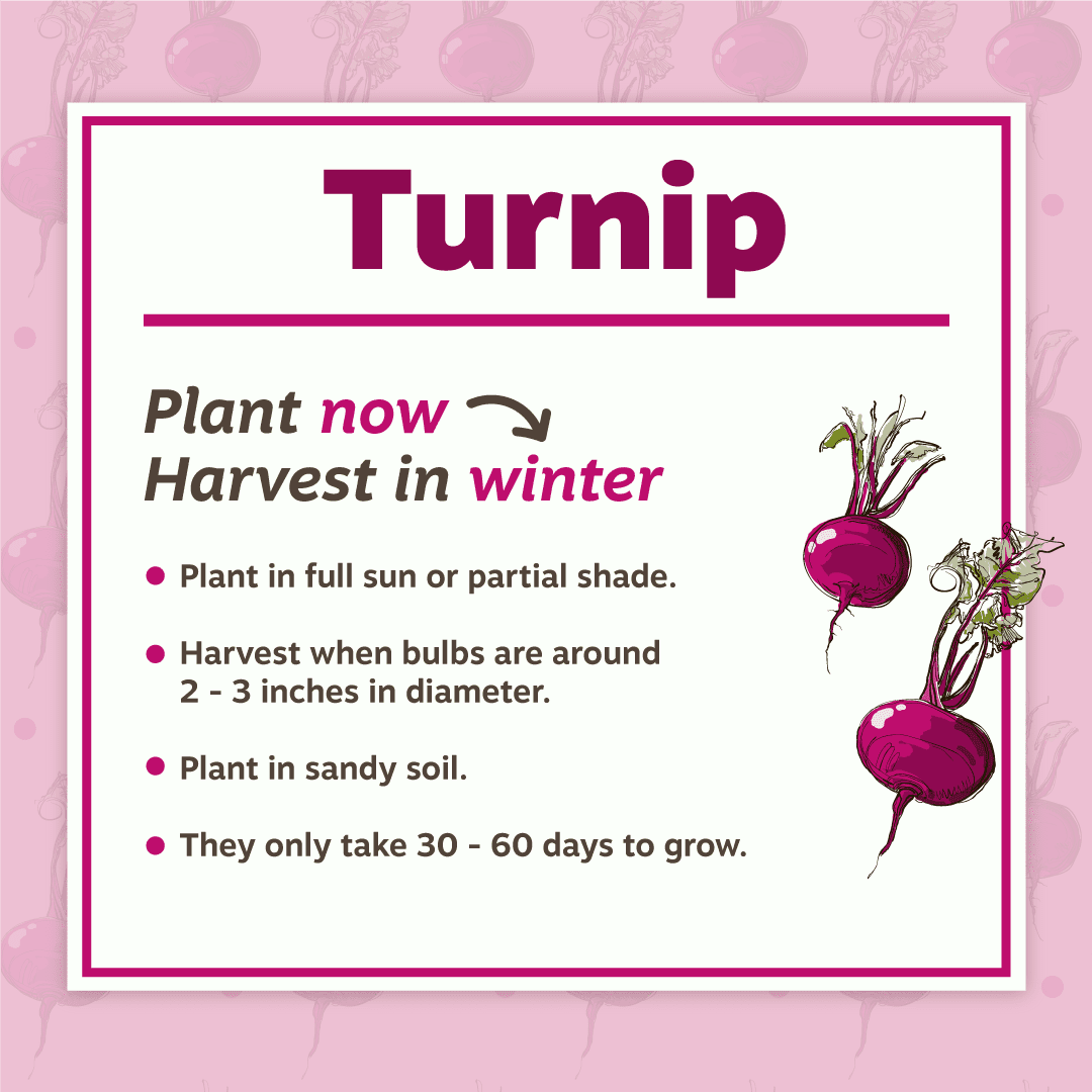 Turnip Planting Tips