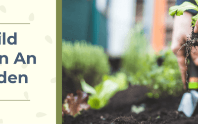 Building Healthy Soil