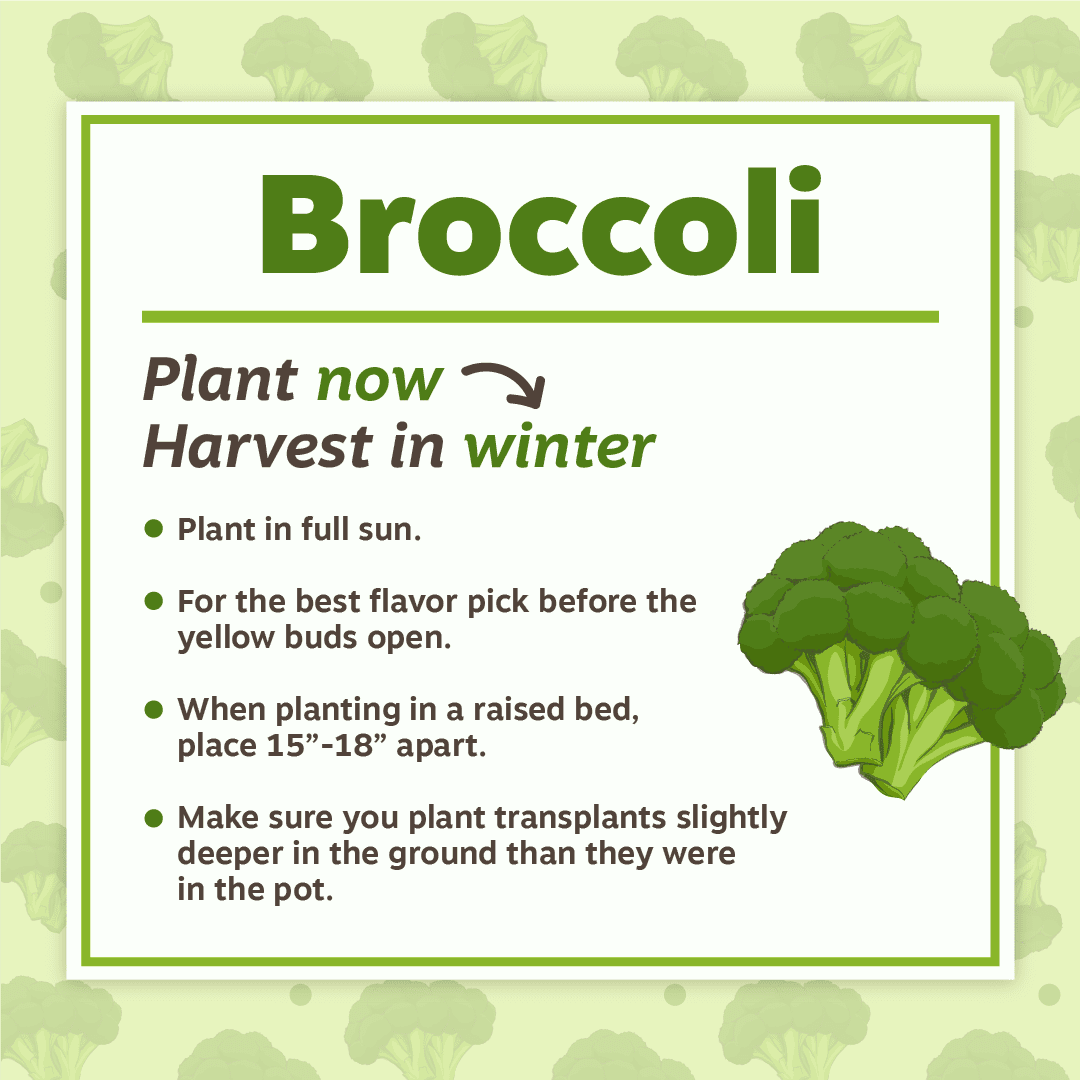 Nov19 Broccoli