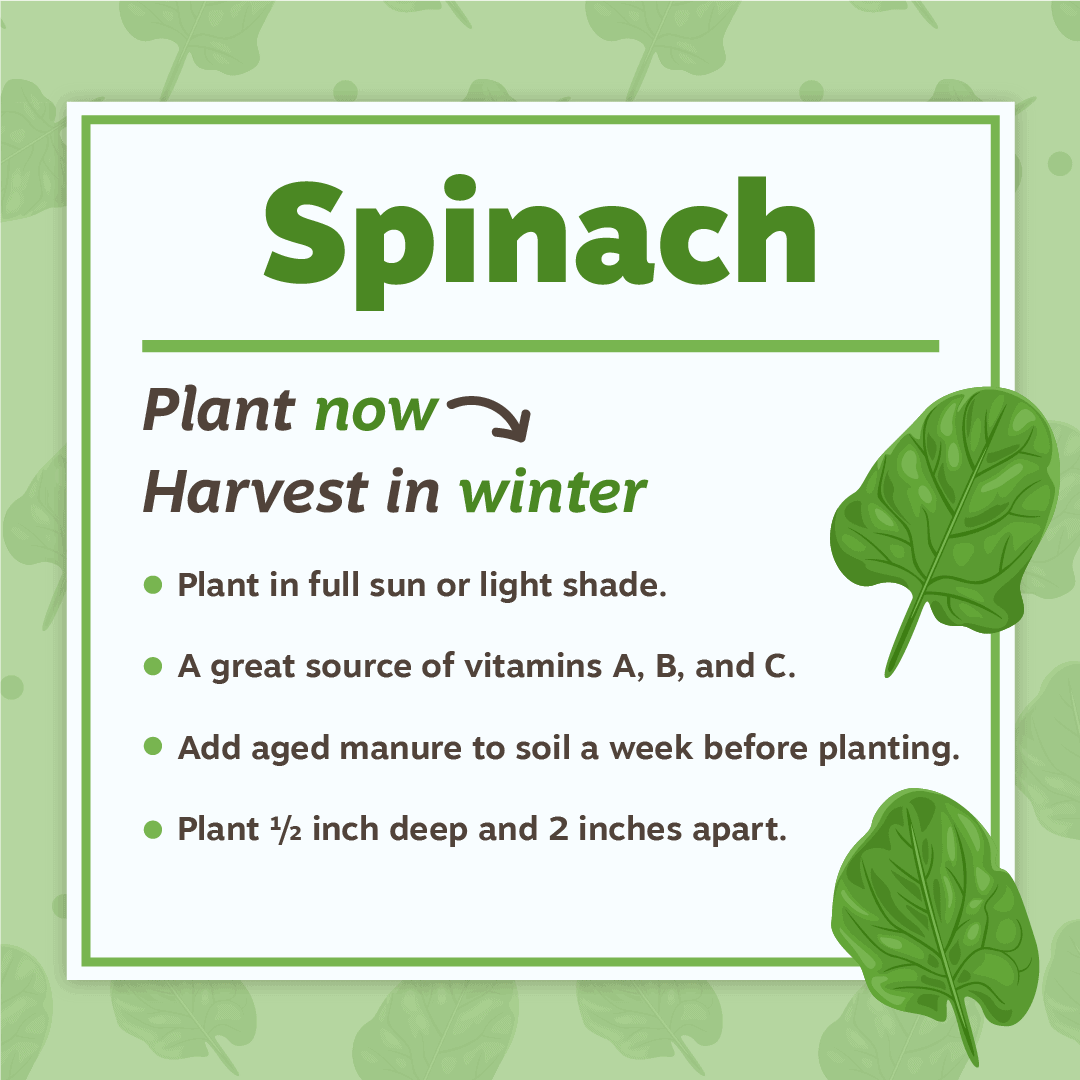 Nov19 Spinach