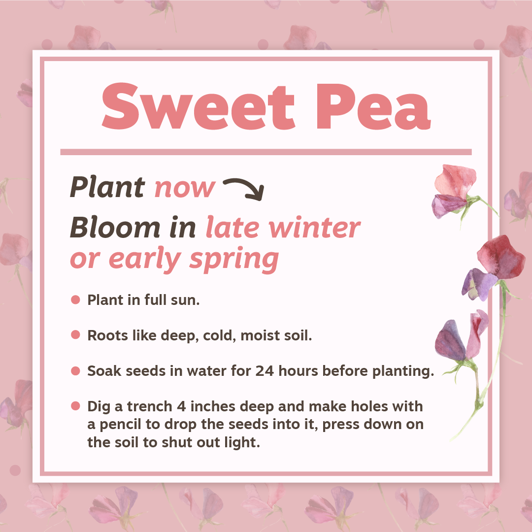 Nov19 Sweet Pea