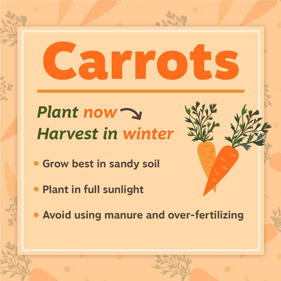 Carrot Gardening Tips