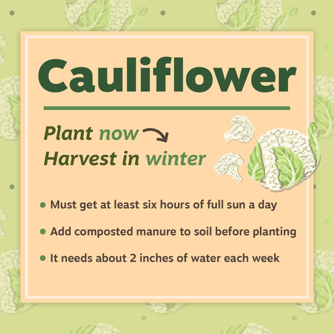 Cauliflower Gardening Tips