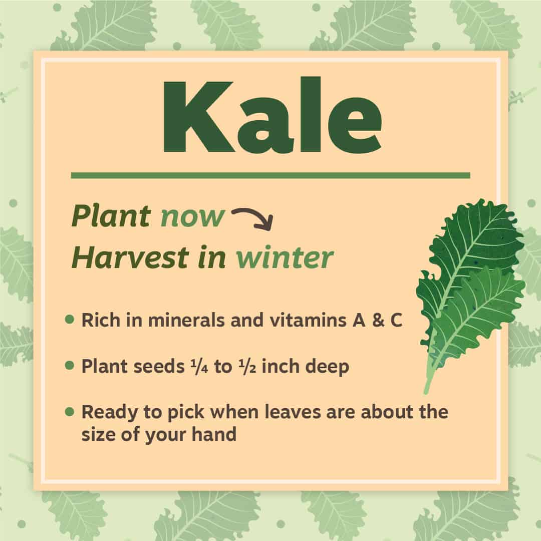 Kale Planting Tips