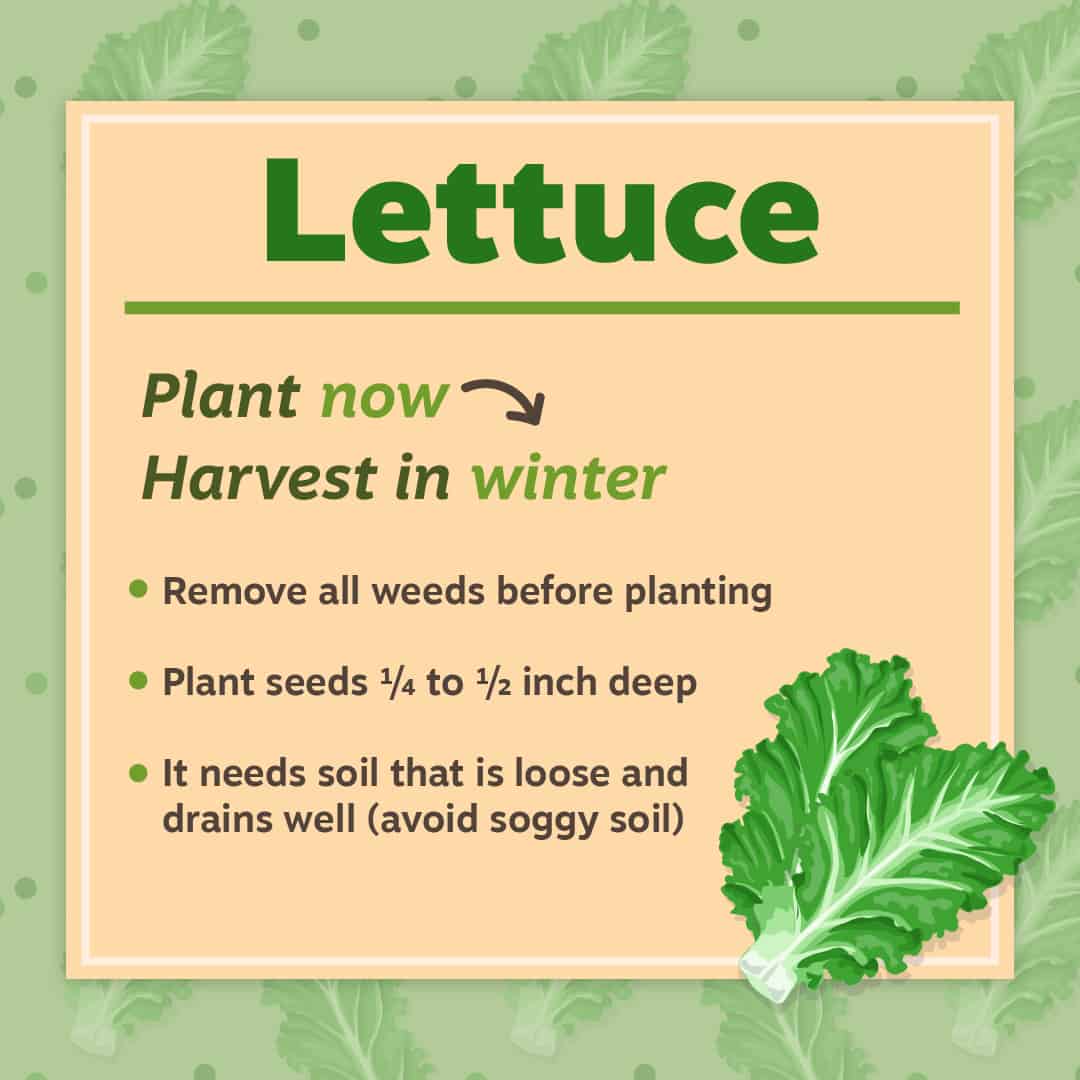 Lettuce Gardening TIps
