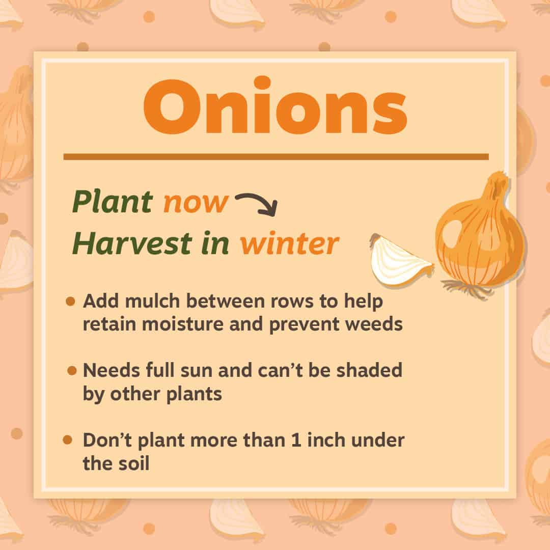 Onion Gardening Tips
