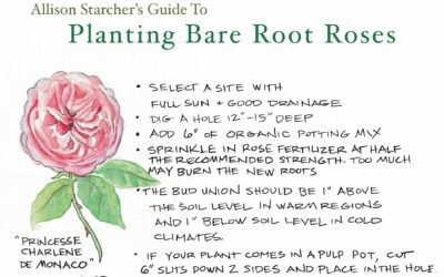 Bare Root Rose Planting Guide