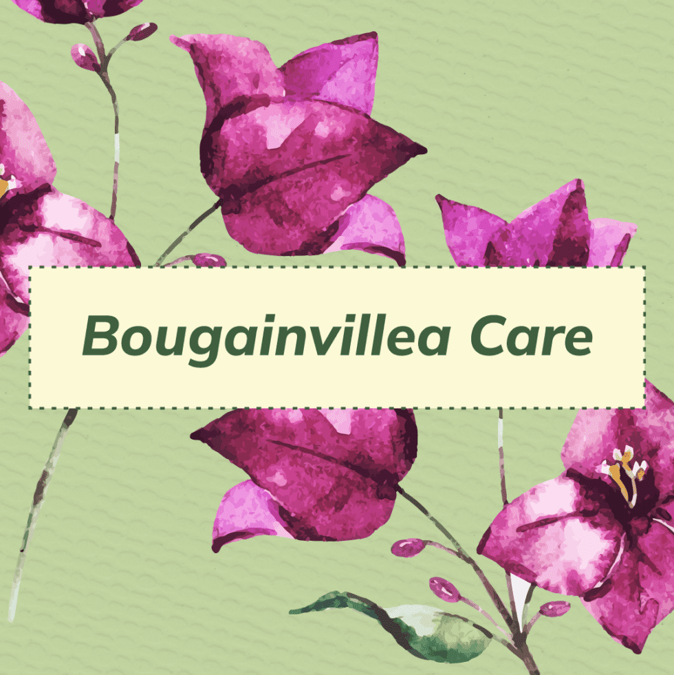 Bougainvillea Care 101 - Anawalt Lumber Blog