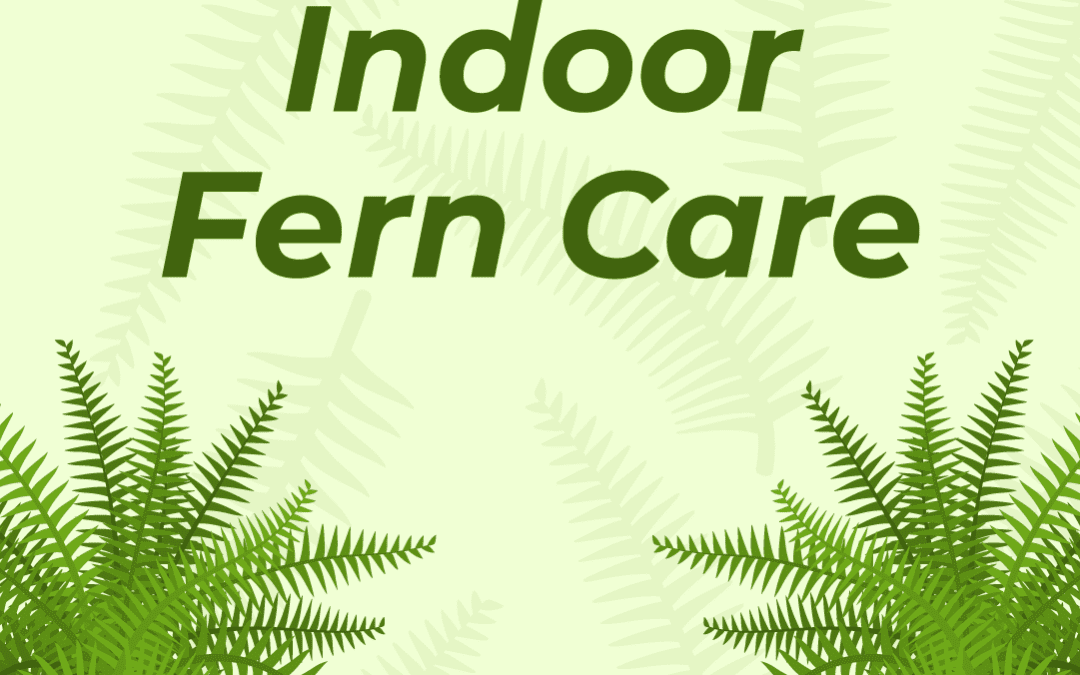 Indoor Fern Care 101