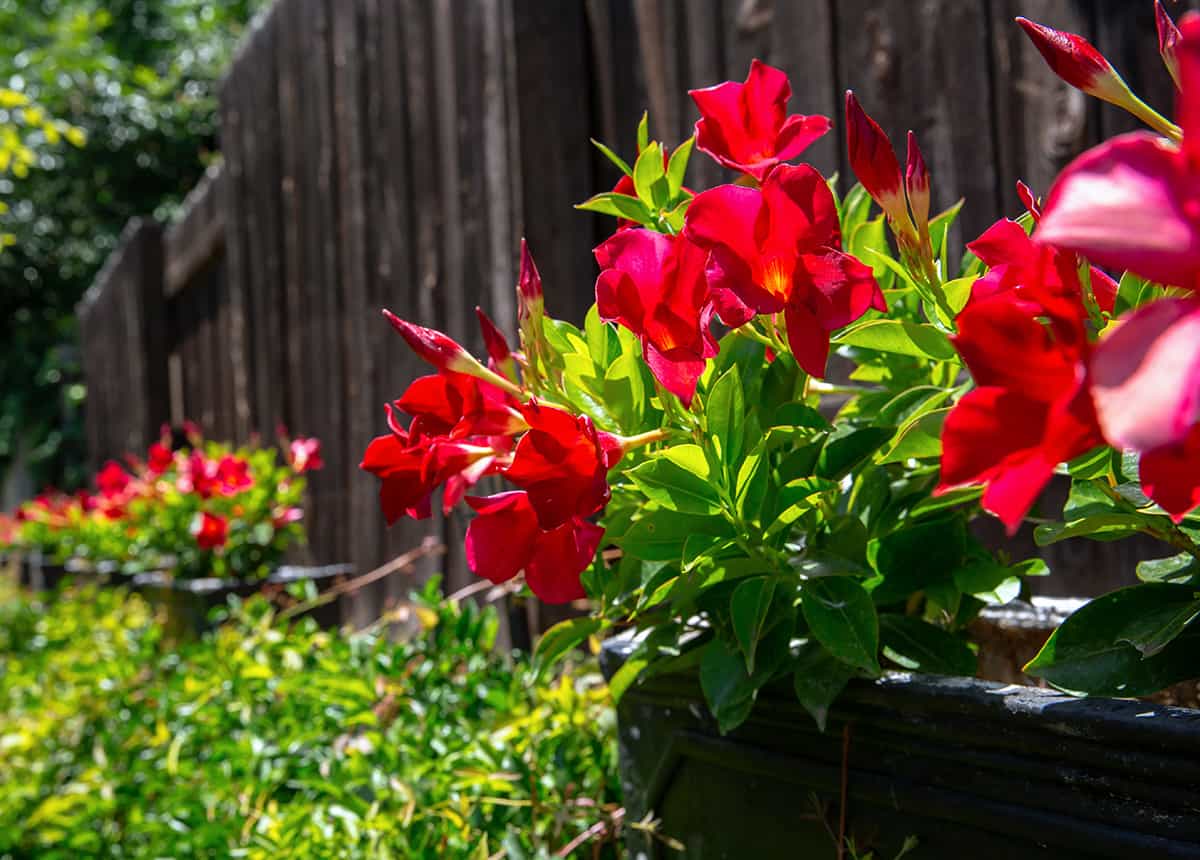 Potted Red Flowers