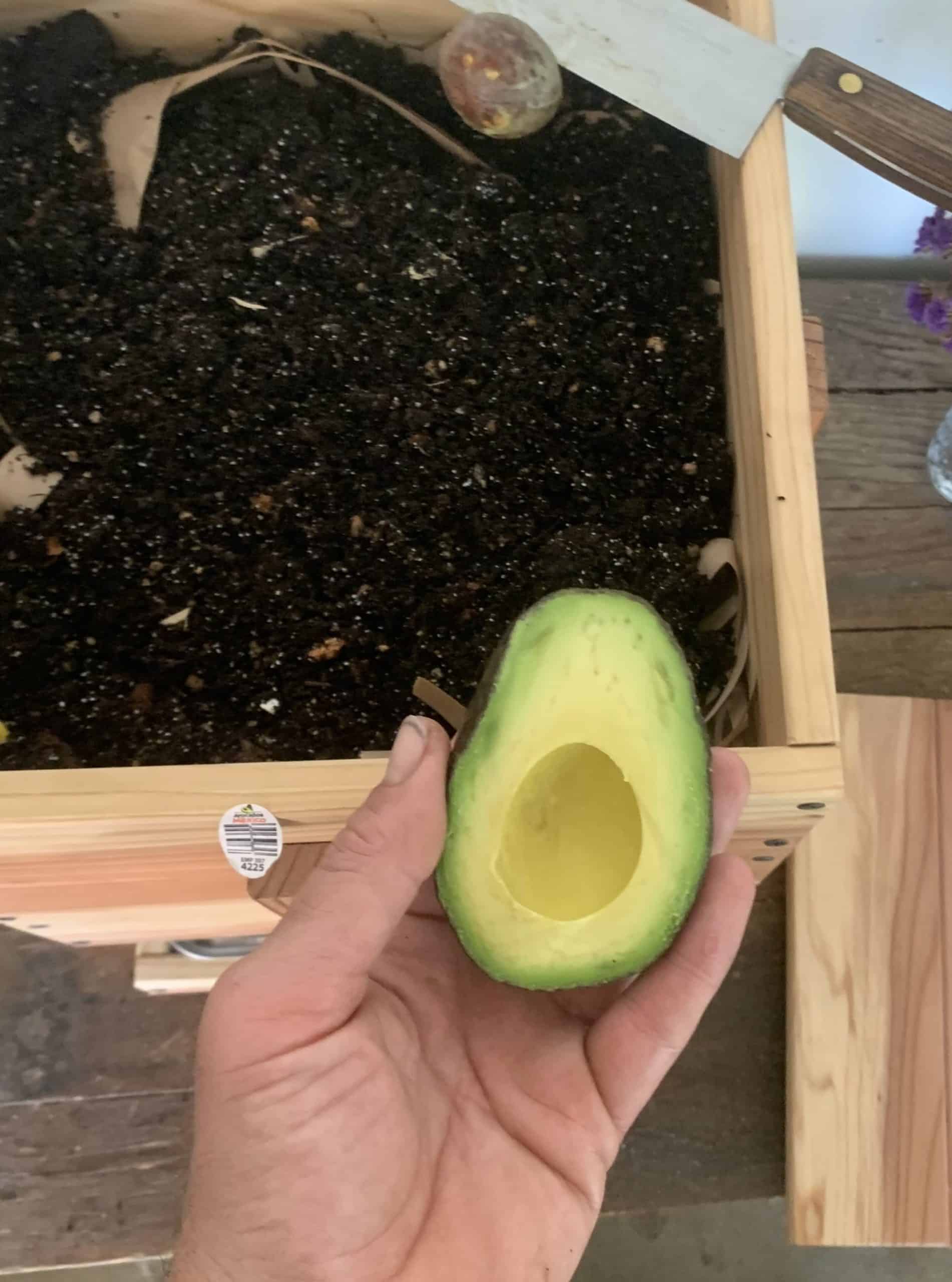 Avocado ios good for worm composting