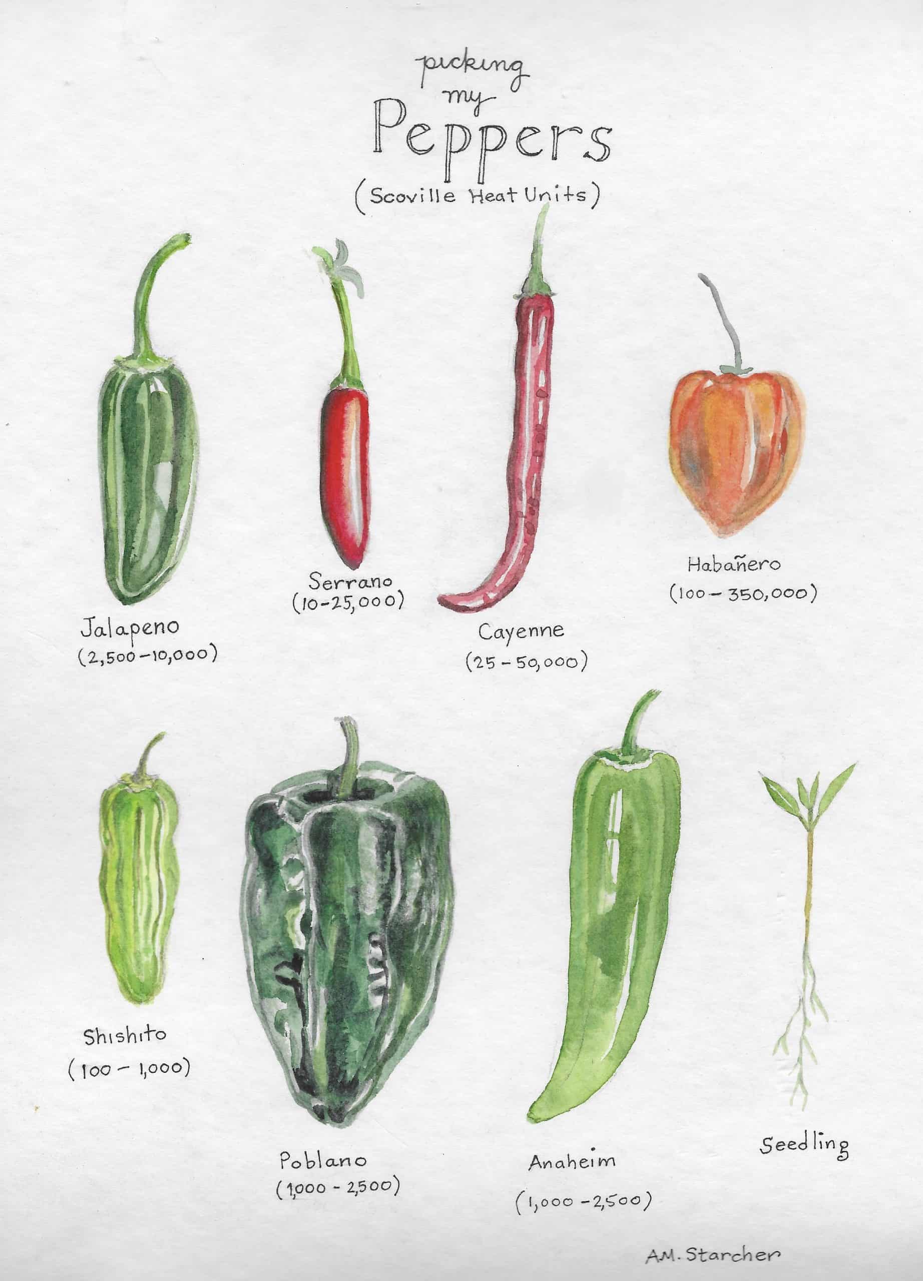 Scoville Scale for peppers