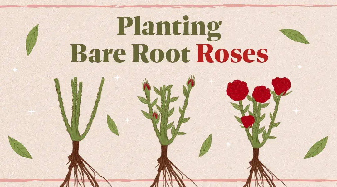 How to Grow Gorgeous Bare Root Roses