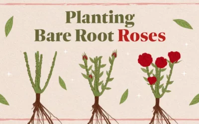 How to Grow Gorgeous Bare Root Roses