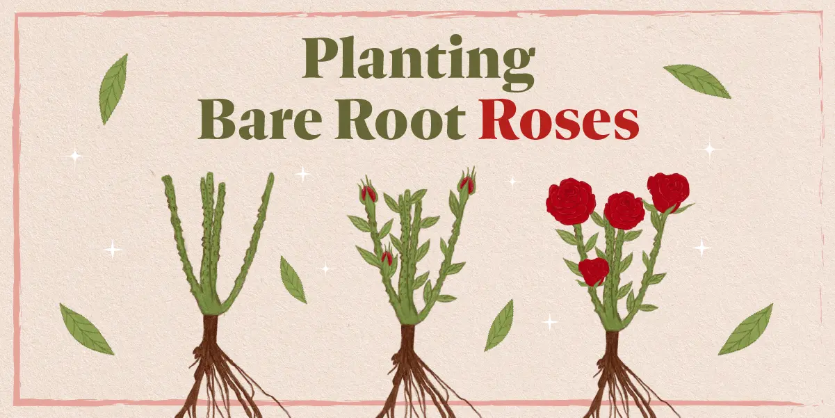 Planting Bare Root Roses